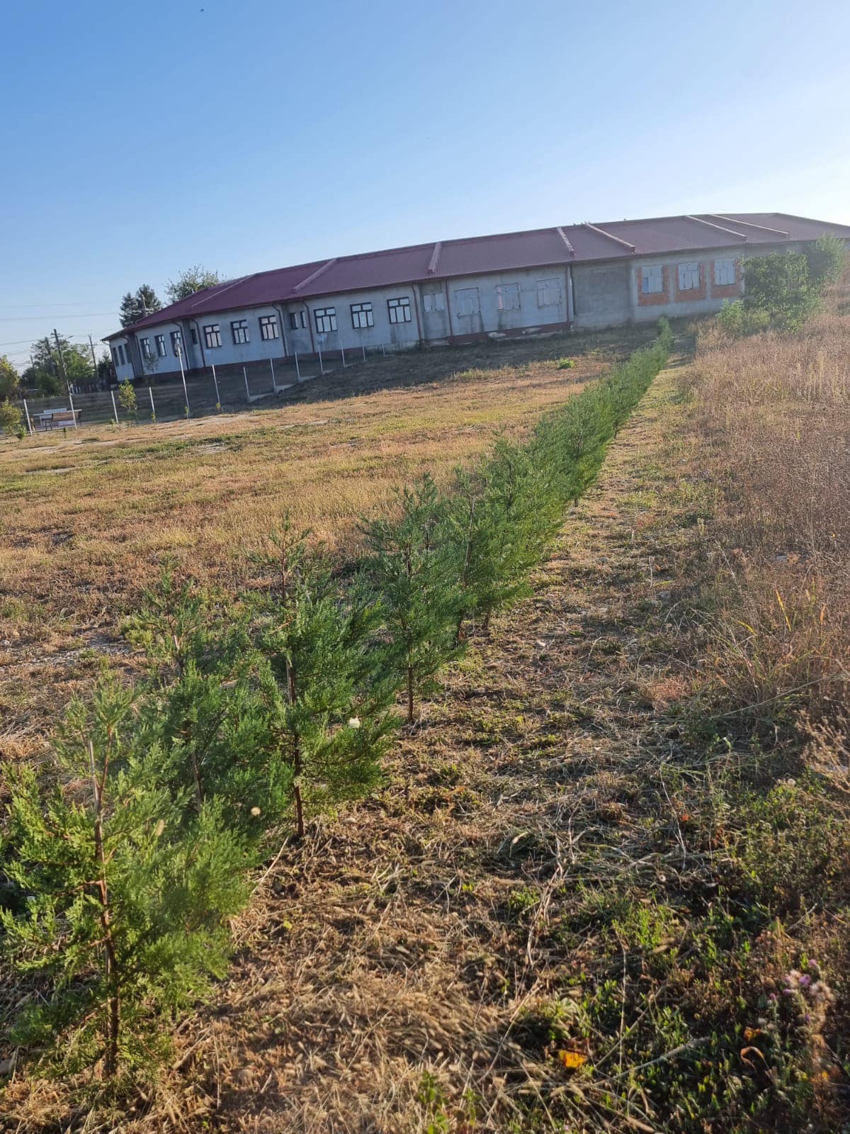 Am plantat arbori și arbuști în parcul din comuna Grădinari, satul Zorile, județul Giurgiu